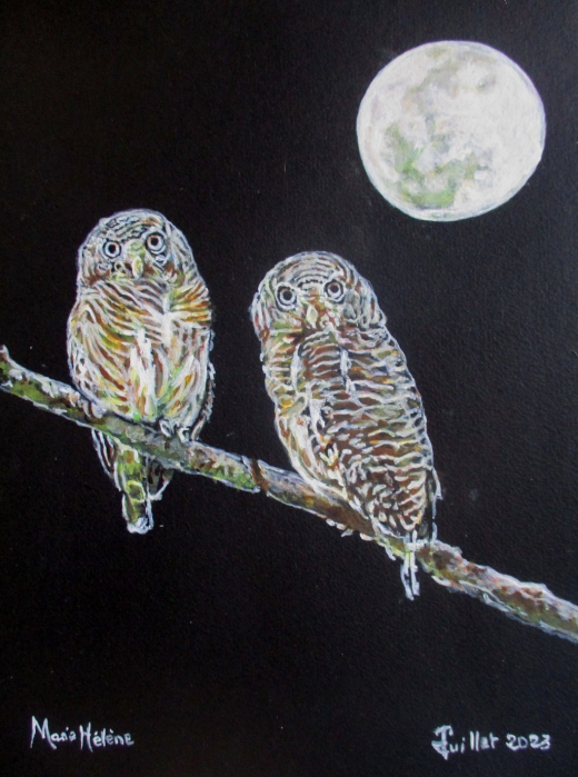 Chouettes au clair de lune
